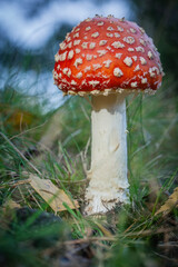 Close-up of fly agaric mushroom in a forest