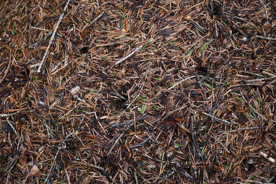 Macro image of a wood ant's nest on the Kvarken Archipelago Finland