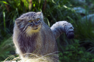 The Pallas's cat (Otocolobus manul), also called the Manul, female cat in thick green grass. A rare small cat from Asia.