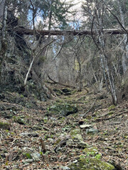 Fallen trees in a pine and spruce forest.