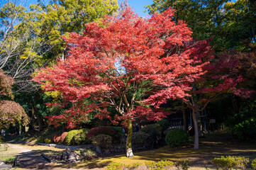 茨城県水戸市　紅葉最盛期の茨城県立歴史館　銀杏並木
