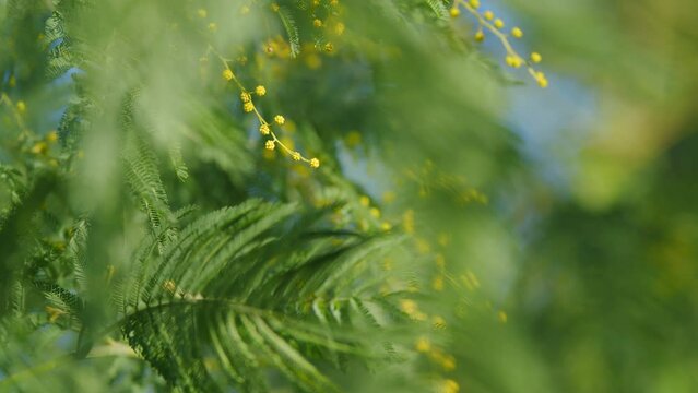 Mimosa Branches In Bloom. Branches Of Mimosa Flower Symbol Of Early Springtime In February. Still.