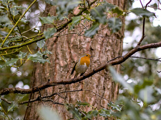 Obraz premium robin on branch