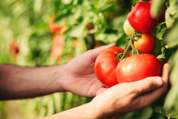 Close up of human hands holding tomato