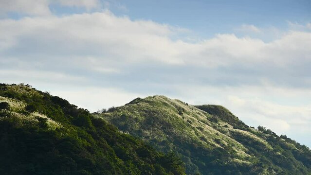 The top of the mountain is covered with white miscanthus flowers. Hiking and climbing in winter to enjoy Taiwan’s natural scenery and fresh air.