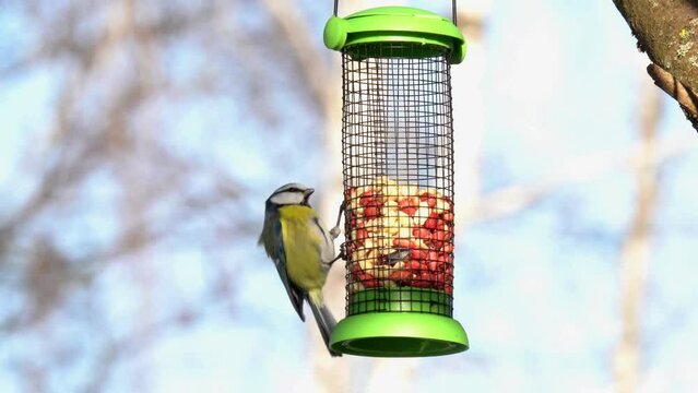 A tit eats peanuts from a feeder. The Eurasian blue tit (Cyanistes caeruleus) is a small passerine bird in the tit family, Paridae.