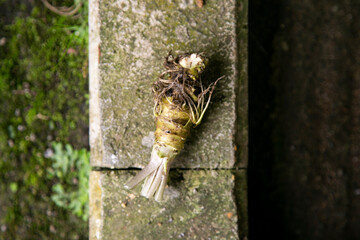 Organic and fresh Wasabi root in a farm in Shizuoka prefecture in Izu Peninsula, Japan.