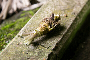 Organic and fresh Wasabi root in a farm in Shizuoka prefecture in Izu Peninsula, Japan.