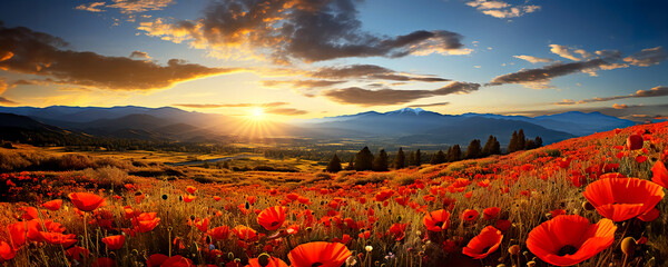 Red poppies in the sun light with landscape concept