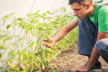 Fototapeta premium Young man taking care of hot peppers in green house