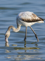 A young Greater Flamingo walking in the water
