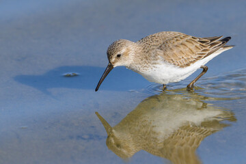 A Broad billed Sandpiper walking in water