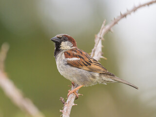 A male House Sparrow sitting on a twig
