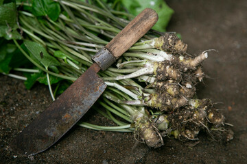 Wasabi plant stems. Organic and fresh Wasabi root in a farm in Shizuoka prefecture in Izu...
