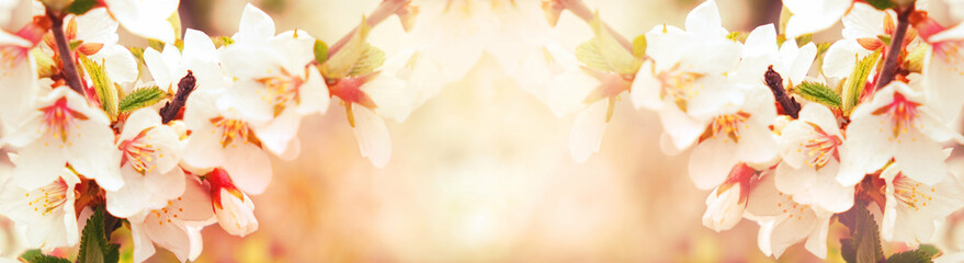 Wide banner with colorful cherry blossoms, pastel coloring, spring sunny day. Springtime...