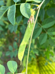 green butterfly pea seeds in the garden