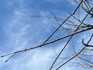 Fototapeta na wymiar tree branches on blue sky