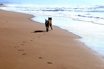 Belgian shepherd dog running along lonely natural golden sandy beach, looking towards foamy white...