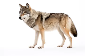 Tuinposter Gray wolf or grey wolf canis lupus close up, cut out and isolated on a white background. © robert