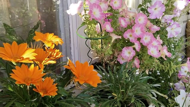 Orange Gazania flower, Colorful Petunia grandiflora white pink color on wind. House Flowerbed. Blooming Garden. Gardening on window. Flowering plant. Bright flowerheads. How to grow gazanias concept.