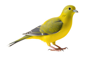 Yellow Footed Green Pigeon Vibrant Plumage Isolated on a Transparent Background PNG
