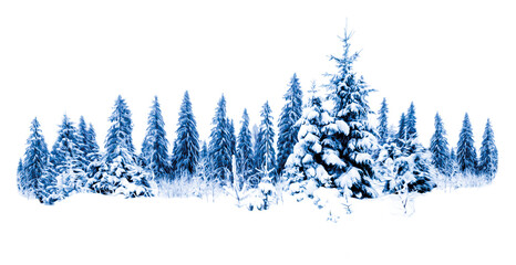 Winter snowy spruce tree forest landscape - obrazy, fototapety, plakaty