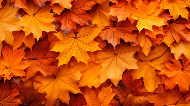 Fall leaves background with orange colorful leaves