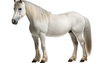 Connemara Pony horse Isolated on a Transparent Background PNG