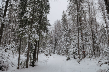 snow-covered Christmas trees in the winter forest