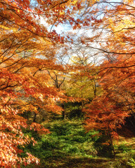 福島県矢祭町　紅葉燃える矢祭山公園