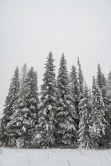 snow-covered Christmas trees in the winter forest