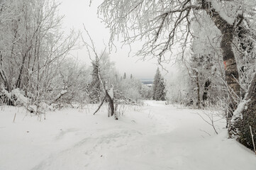 snow-covered Christmas trees in the winter forest