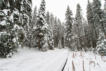 snow-covered Christmas trees in the winter forest