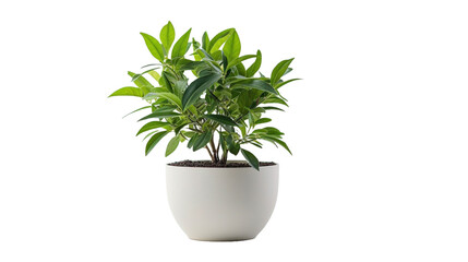 green houseplant isolated on transparent background.