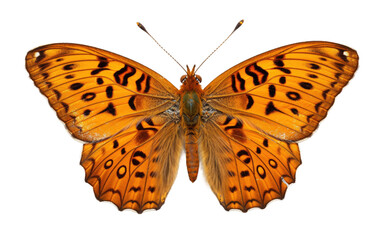 Gulf Fritillary Orange Butterfly Isolated on a Transparent Background PNG