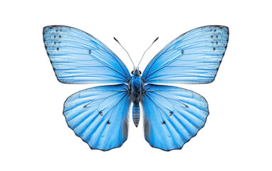 Holly Blue butterfly Isolated on a Transparent Background PNG