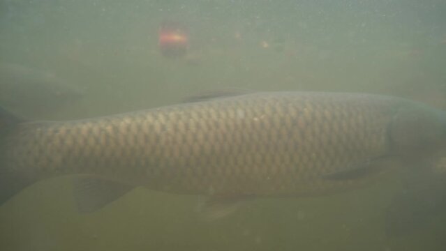 Carpe nuotano nell'acquario torbido