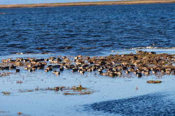 北海道、道東、野付半島、海、トドワラ、ナラワラ、風景、自然、空、晴れ、日本、波、青空、水面、海面、海岸、琵琶湖、雲、コピースペース、快晴、観光、観光地、旅行、屋外、船