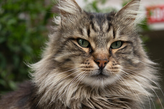 Cat portrait, animal photography, nature background