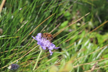 Bee on purple flower with blurred pretty nature background
