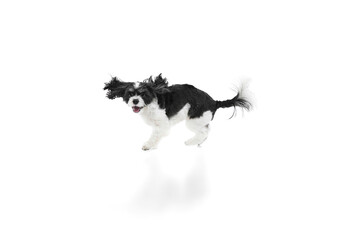Funny little purebred Cavapoo puppy, young dog jumping and running of joy against white studio background.