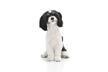 Portrait of pretty little cute dog, purebred Shi-tzu puppy with kind eyes sitting against white studio background.