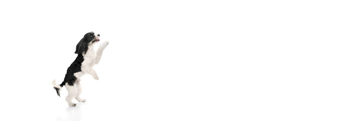 Banner. Funny playful dog, Shi-tzu breed with white-black fur jumping in motion isolated over white studio background. Fluffy paws