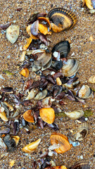 seashells on the beach