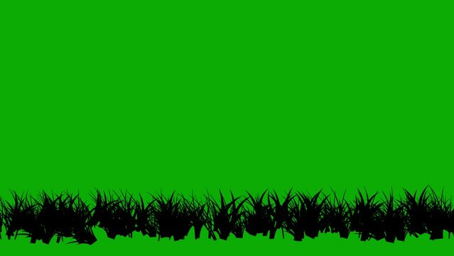 Black silhouette grass motion graphics with green screen background