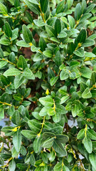 Washington Square Park, New York City New York, USA