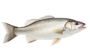 Barramundi Fish Aquatic Predators Isolated on a Transparent Background PNG