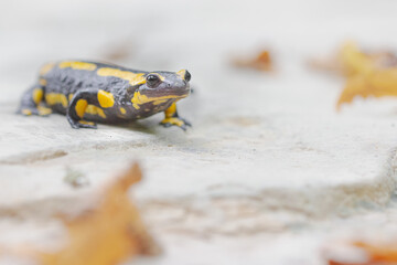 Vivid Wanderer: Fire Salamander on a Misty Stone Path
