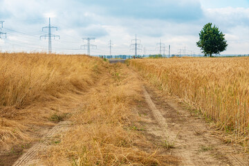 Fototapeta premium Picturesque wheat field with dirt road