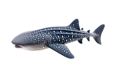 Whale Sharks Majestic Filter Feeding Isolated on a Transparent Background PNG